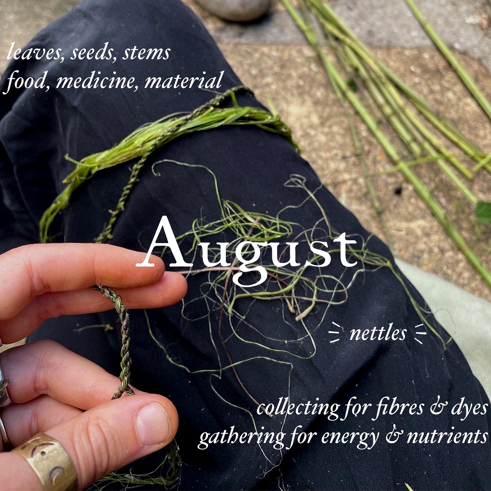 Creative Foraging - fibre, dye, energy & nutrients at Eastville Park