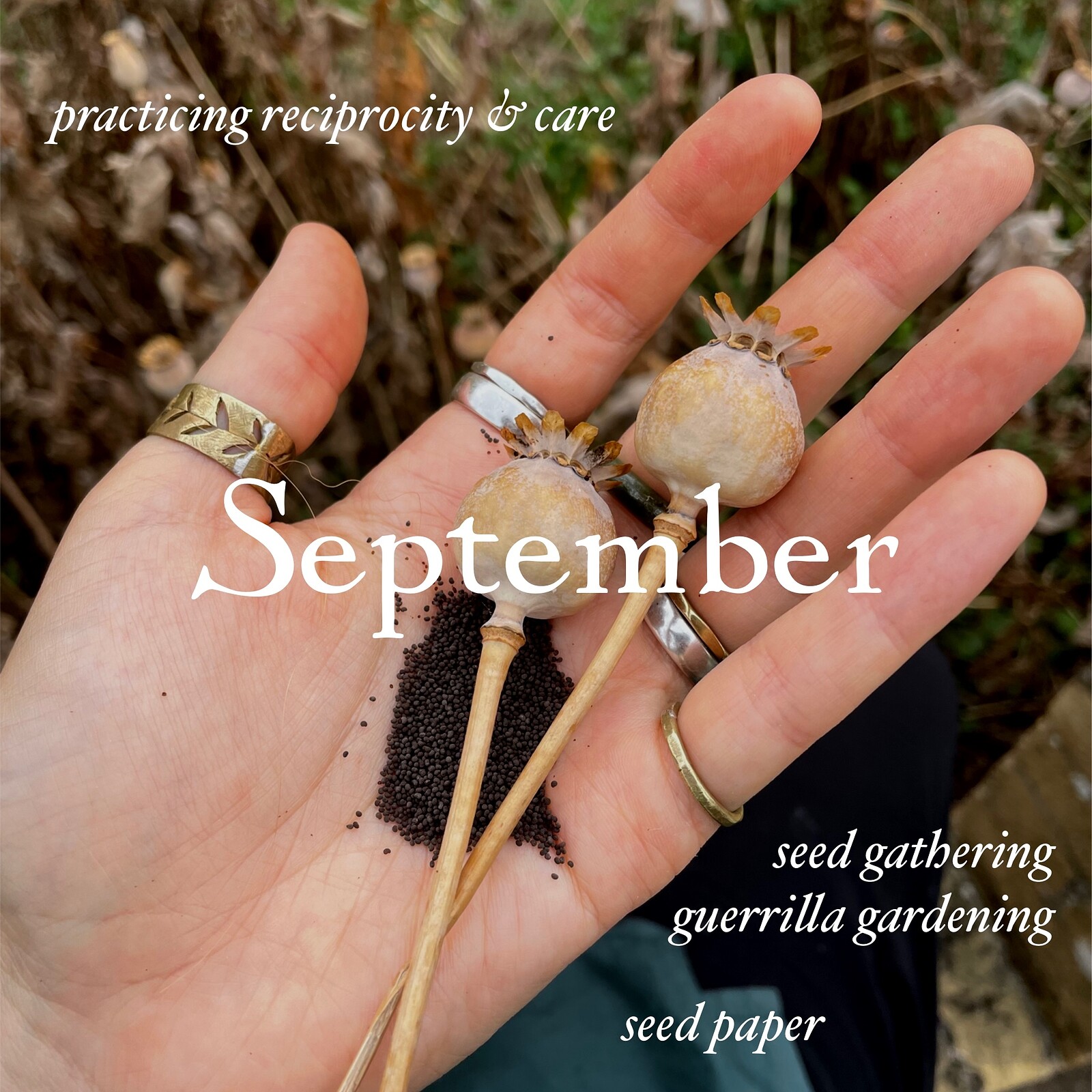 Creative Foraging - seed share & guerrilla gardens at Conham River Park, BS15 3AW