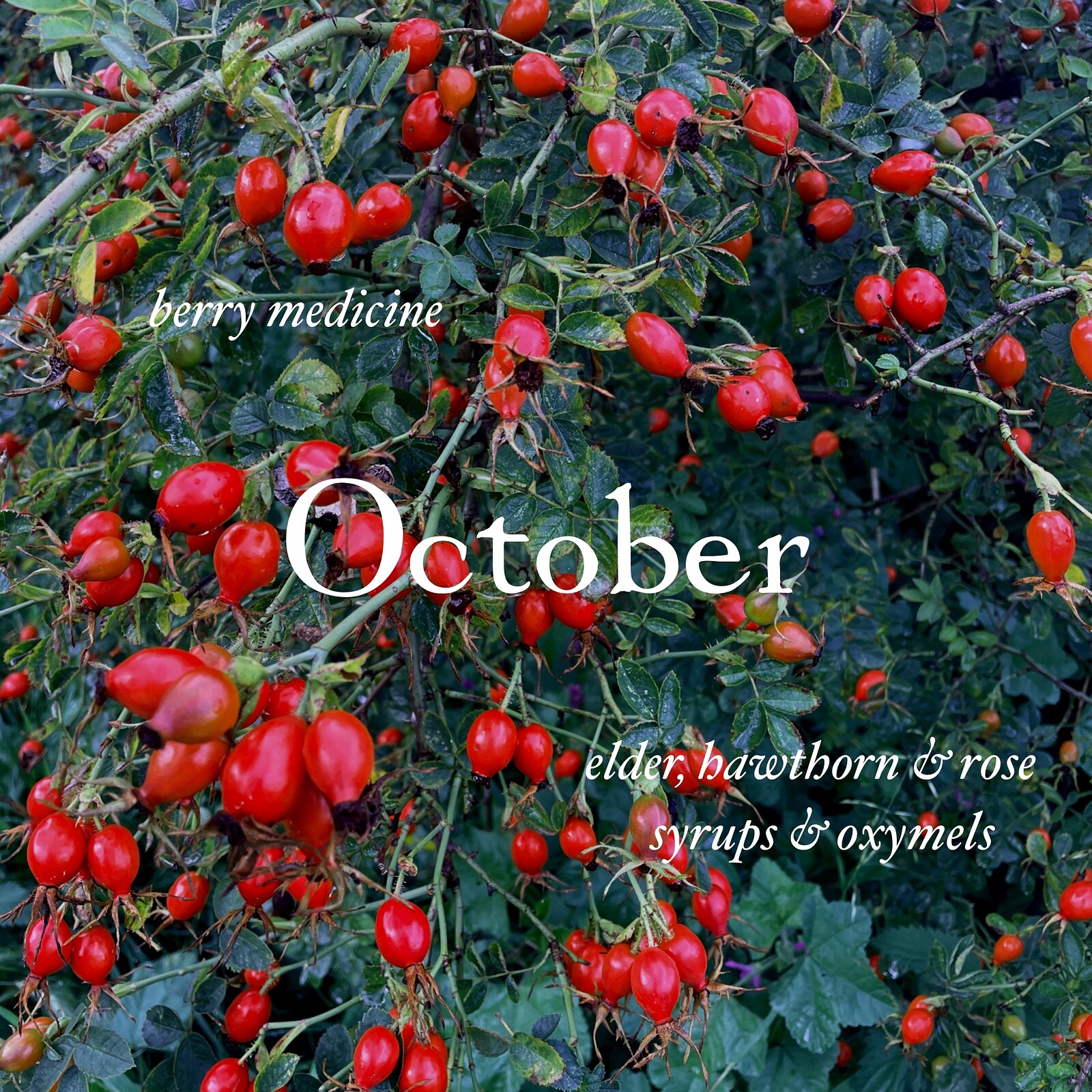 Creative Foraging - immune aiding oxymels & syrups at Greenbank Cemetery, BS5 6HL