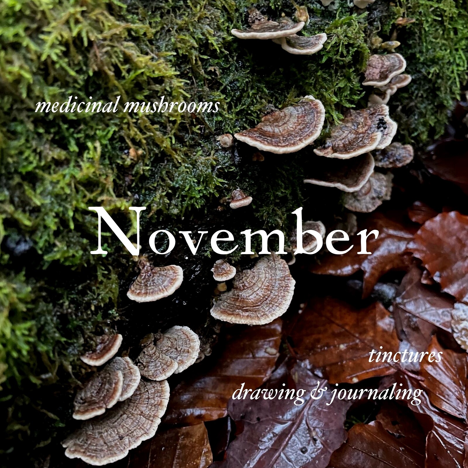 Creative Foraging - mushroom medicine & drawing at Snuff Mills, BS16 1DL