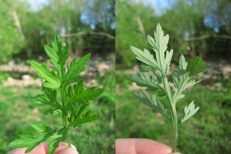 Nature Queerdos: Feminist histories of Mugwort at Eastville Park
