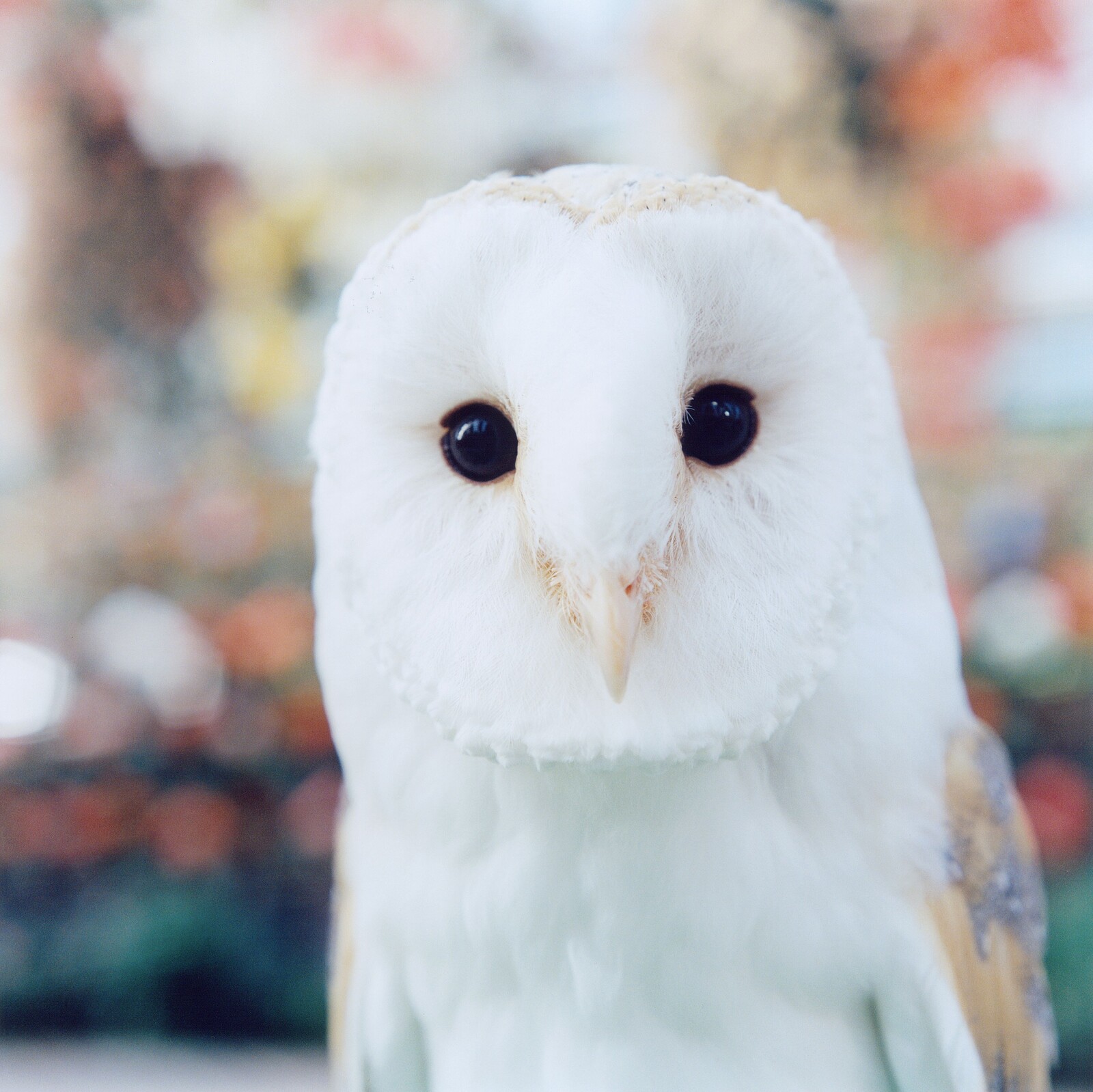 Preview: Rinko Kawauchi at Arnolfini