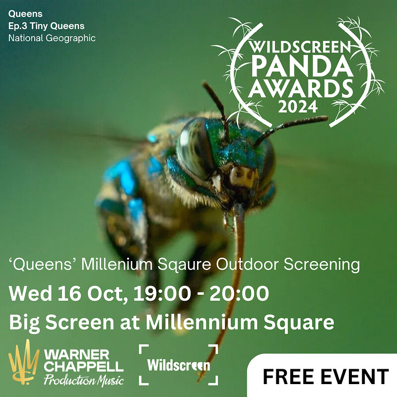 ‘Queens’ Wildlife Film Outdoor Screening at Big Screen at Millennium Square