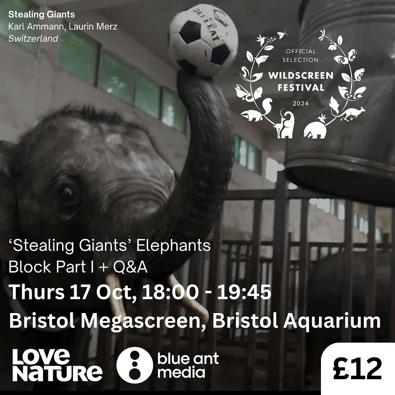 'Stealing Giants' Elephants Film Screening + Q&A at Bristol Megascreen