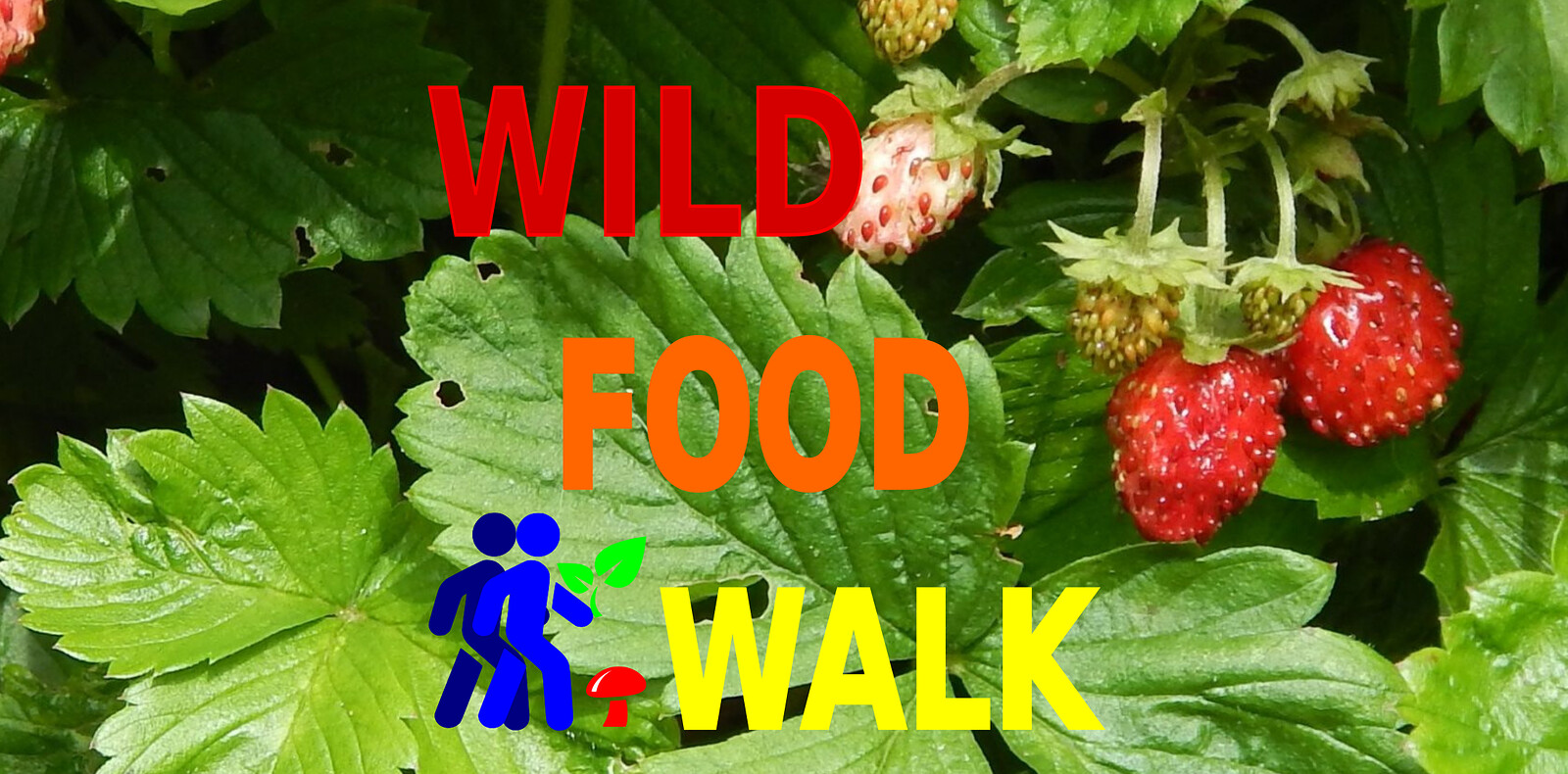 Sea Mills  Wild Food Foraging Walk at The Avon Gorge