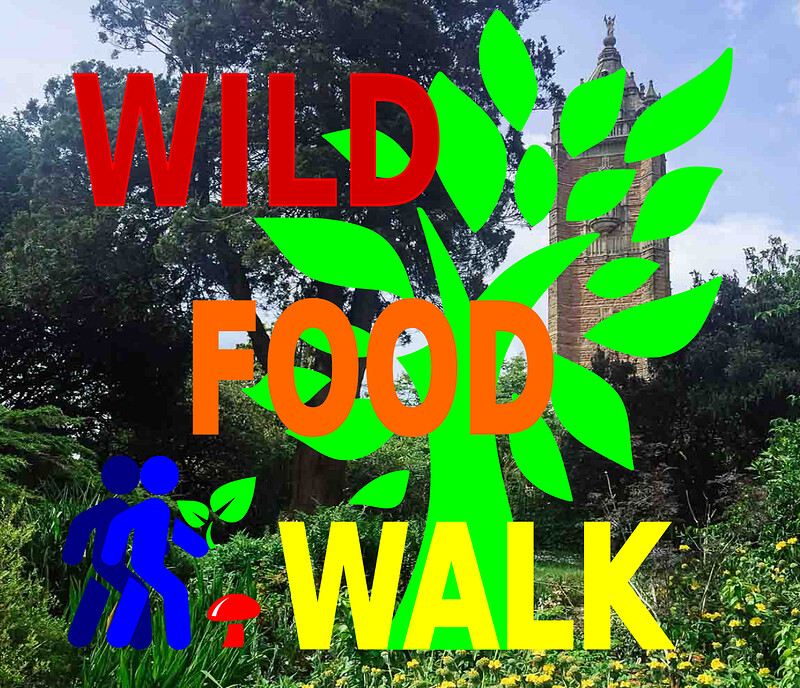 July Brandon Hill Park Wild Food Foraging at Brandon Hill Park