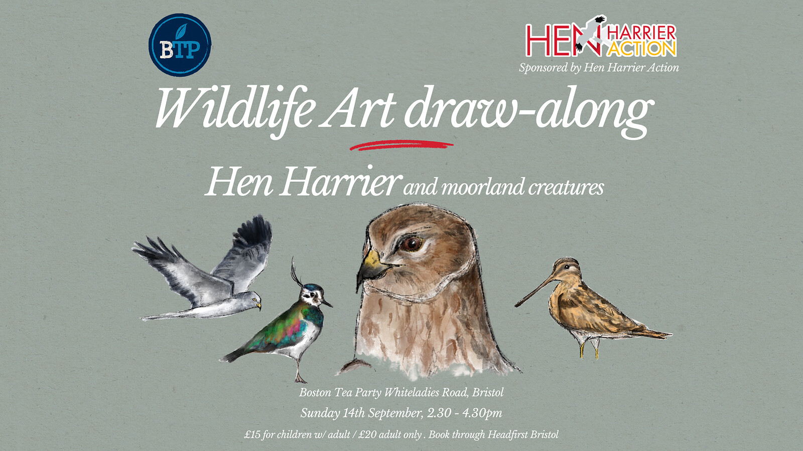 Wildlife Art Draw-along: Hen Harrier & moorland creatures at Whiteladies Road Boston Tea Party
