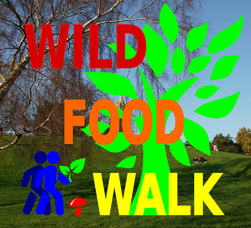 November Brandon Hill Park Wild Food Foraging at Brandon Hill Park