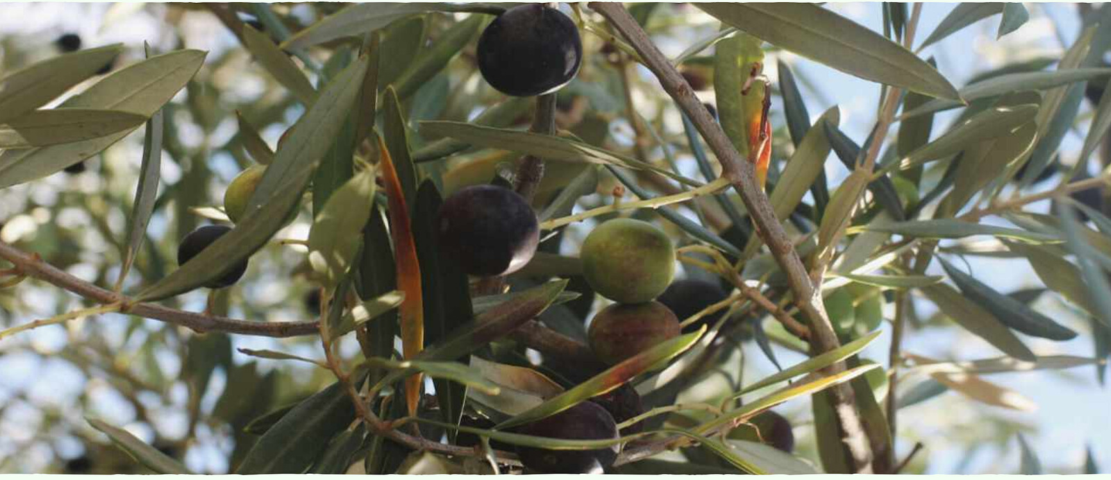 Tending Grief: When Palestine is a Portal at Online