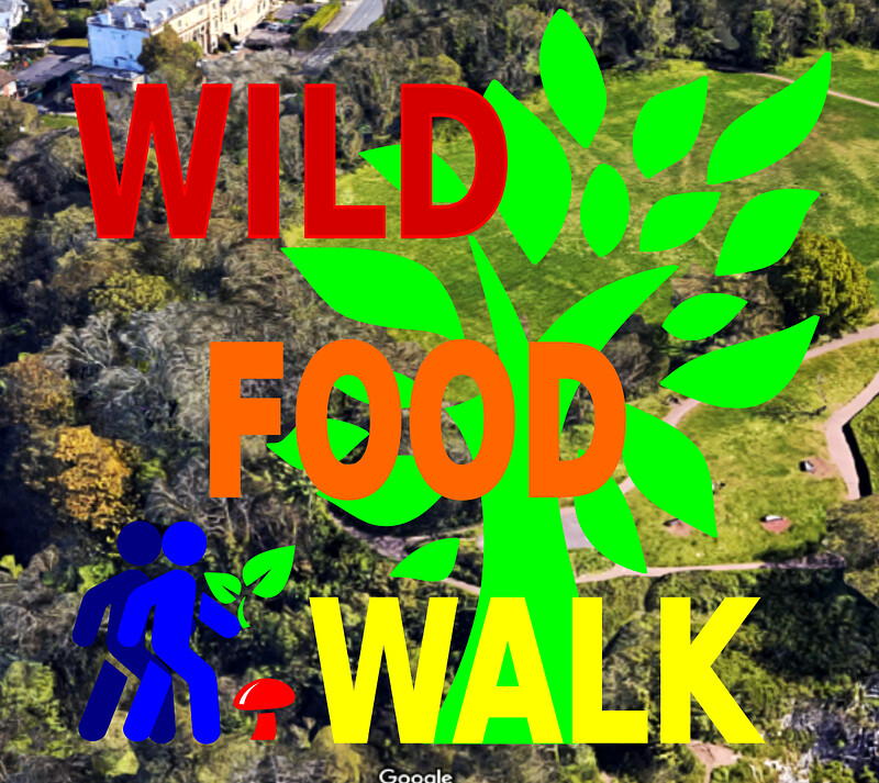 January Avon Gorge  Wild Food Foraging Walk at The Avon Gorge