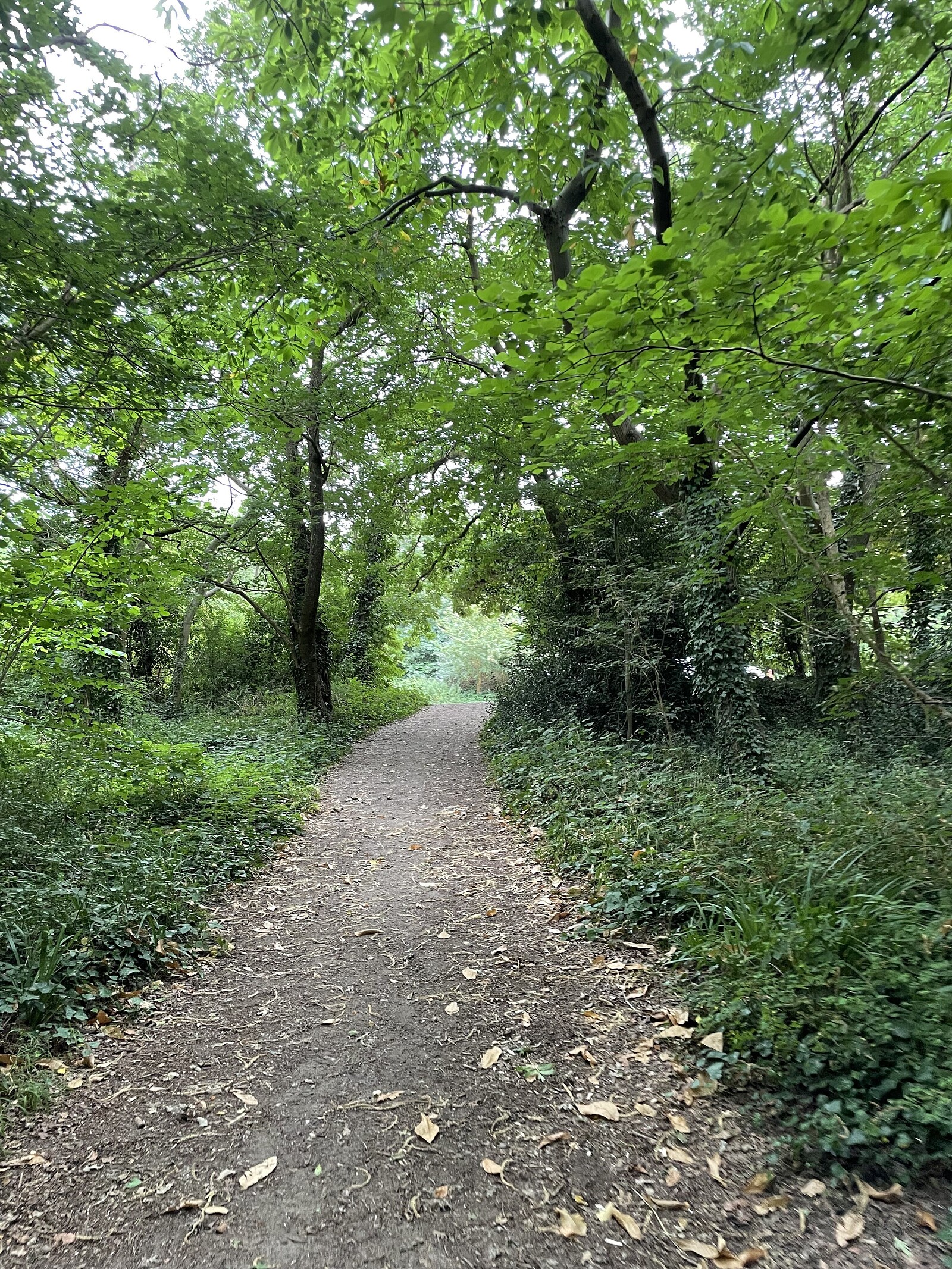 Taster Forest Bathing Session at The Avon Centre Forest Space
