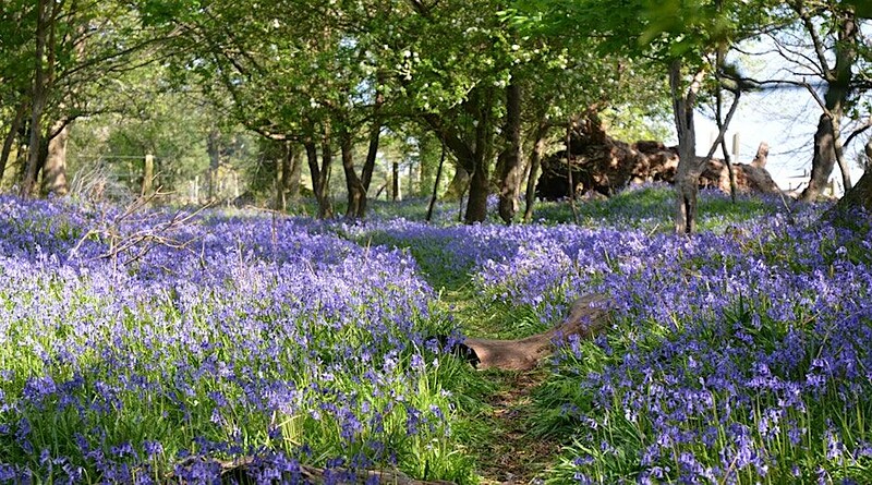 Spike Art Walking Group - Spring at Spike Island