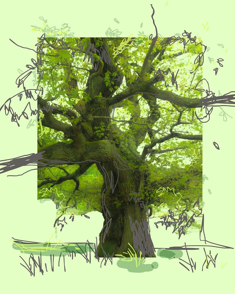 Sketching Bristol's Long-Lived Trees at University of Bristol Botanic Gardens