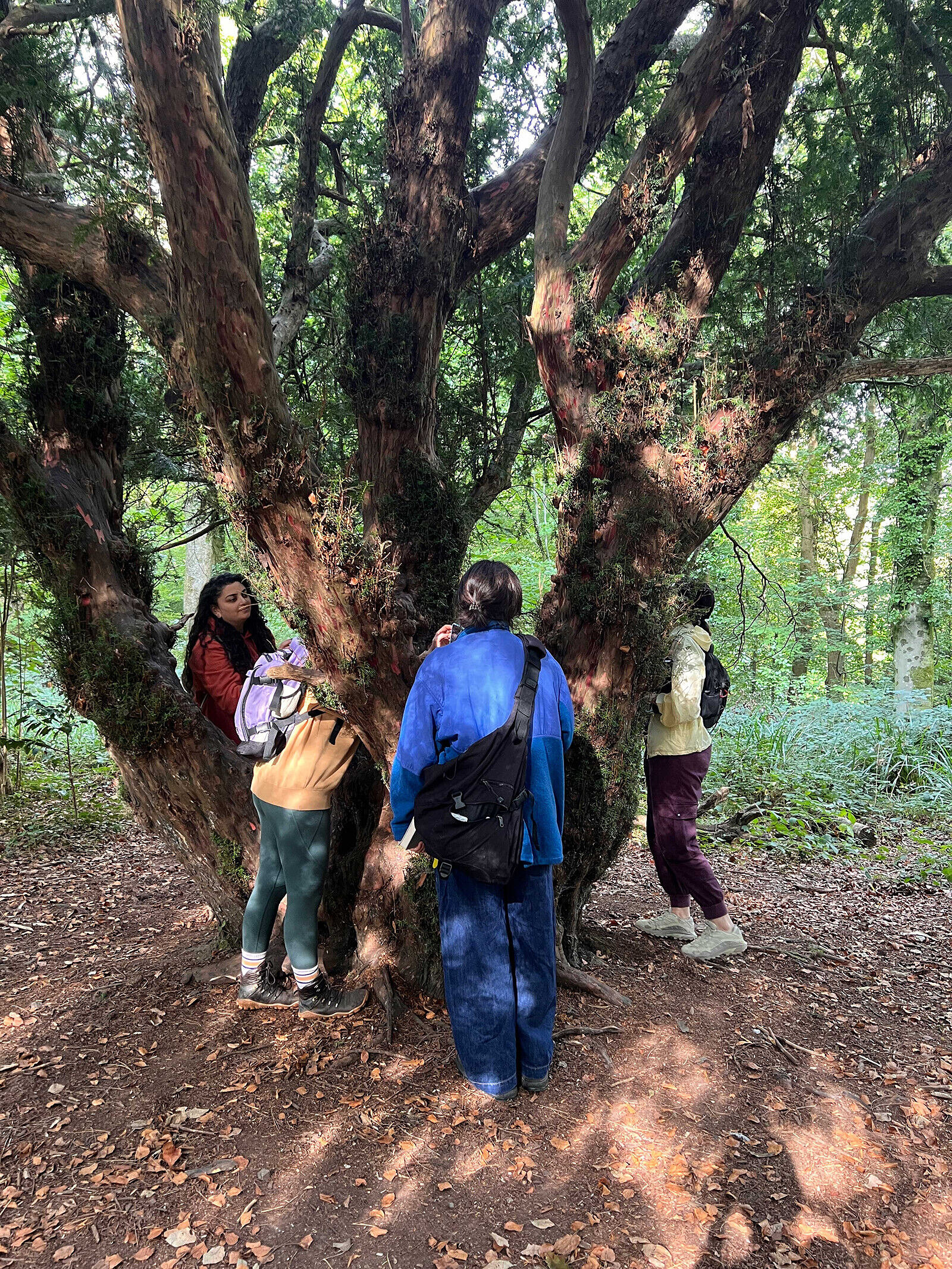 Creative Woodland Wanders at Leigh Woods