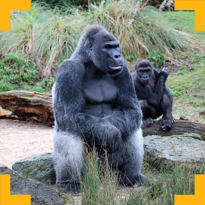 Gorilla Game Lab at Bristol Zoo Gardens  Conservation Education Centre, Downstairs Lecture