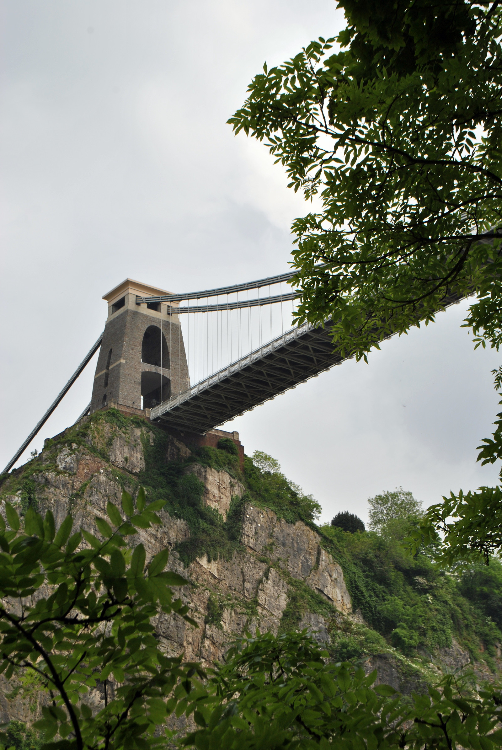 Art Exhibition: Rare Native Plants of Avon Gorge at Clifton Suspension Bridge Visitor Centre