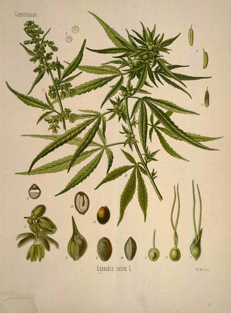 CBD, The Endocannabinoid System and Eternal Bliss at The White Bear