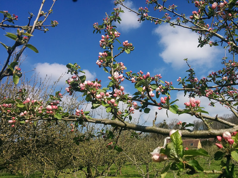 Cider Tasting and Orchard Tour at Barleywood Orchard, Wrington BS40 5SA