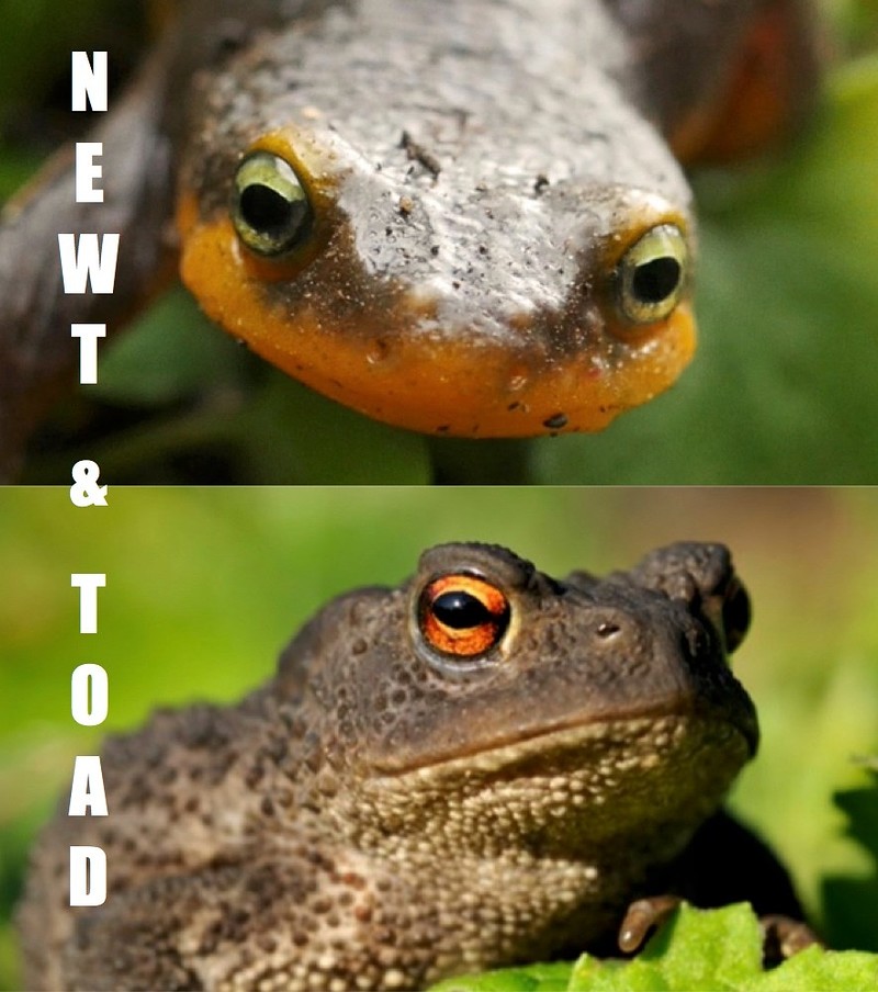Newt & Toad at El Rincon