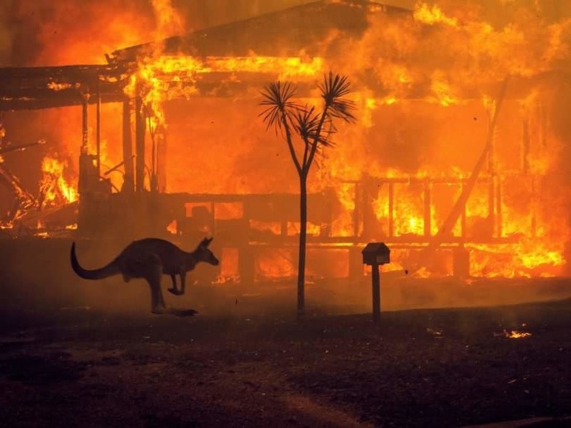 Jungle Ain't Massive / AustralianBushfireFundraise at Lakota