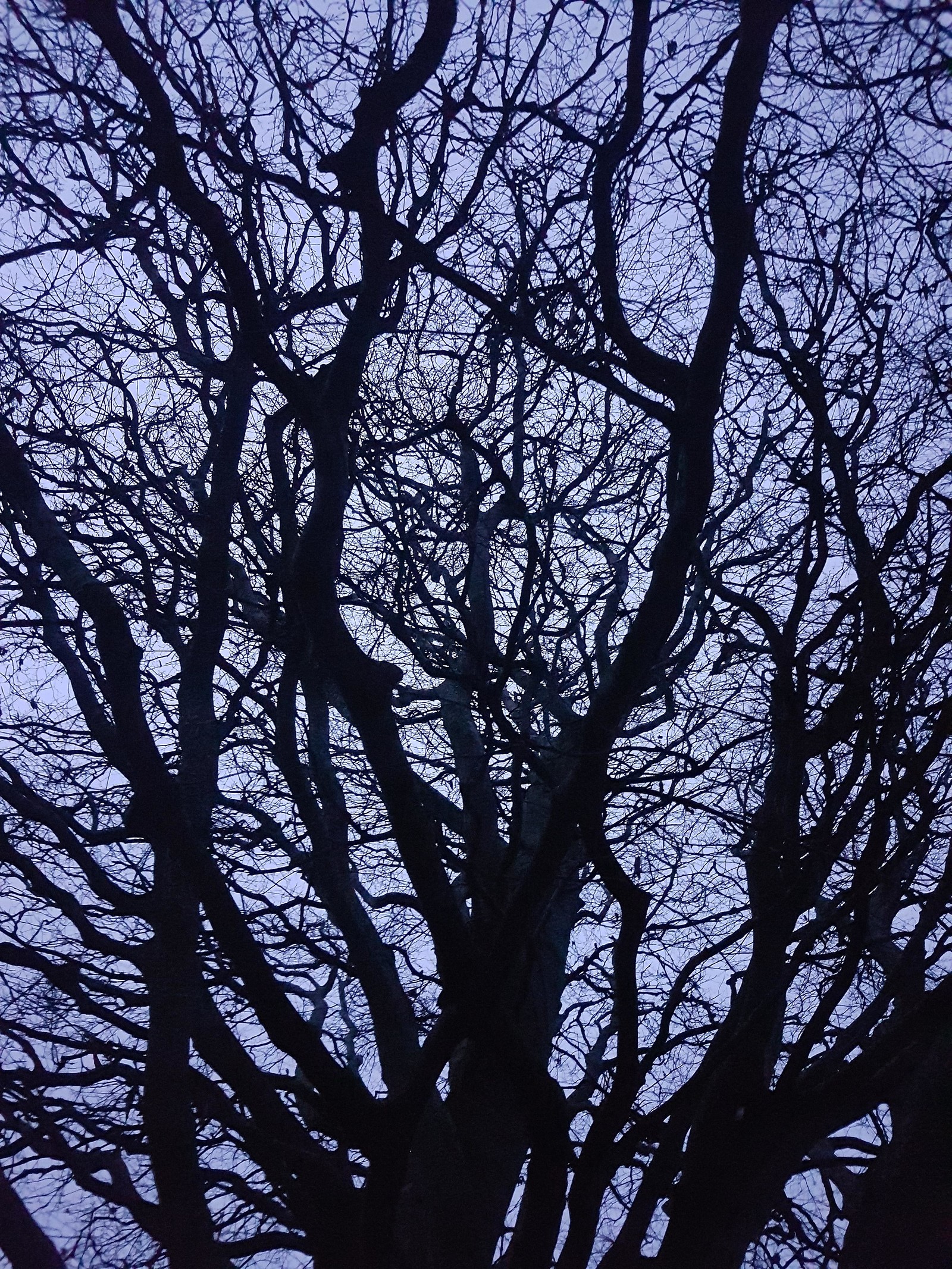 Moon Walk - walking guide at Outside - starting in Eastville Park