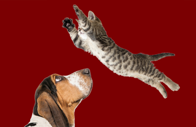People are Cats.  People are Dogs at Alma Tavern and Theatre