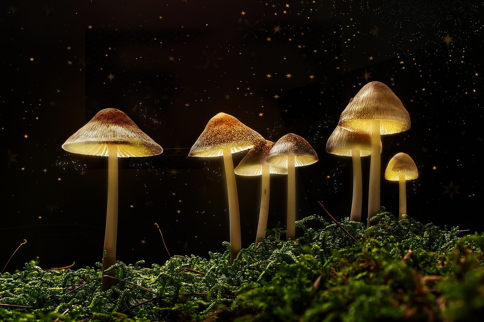 The Science of Magic Mushrooms at Hen & Chicken