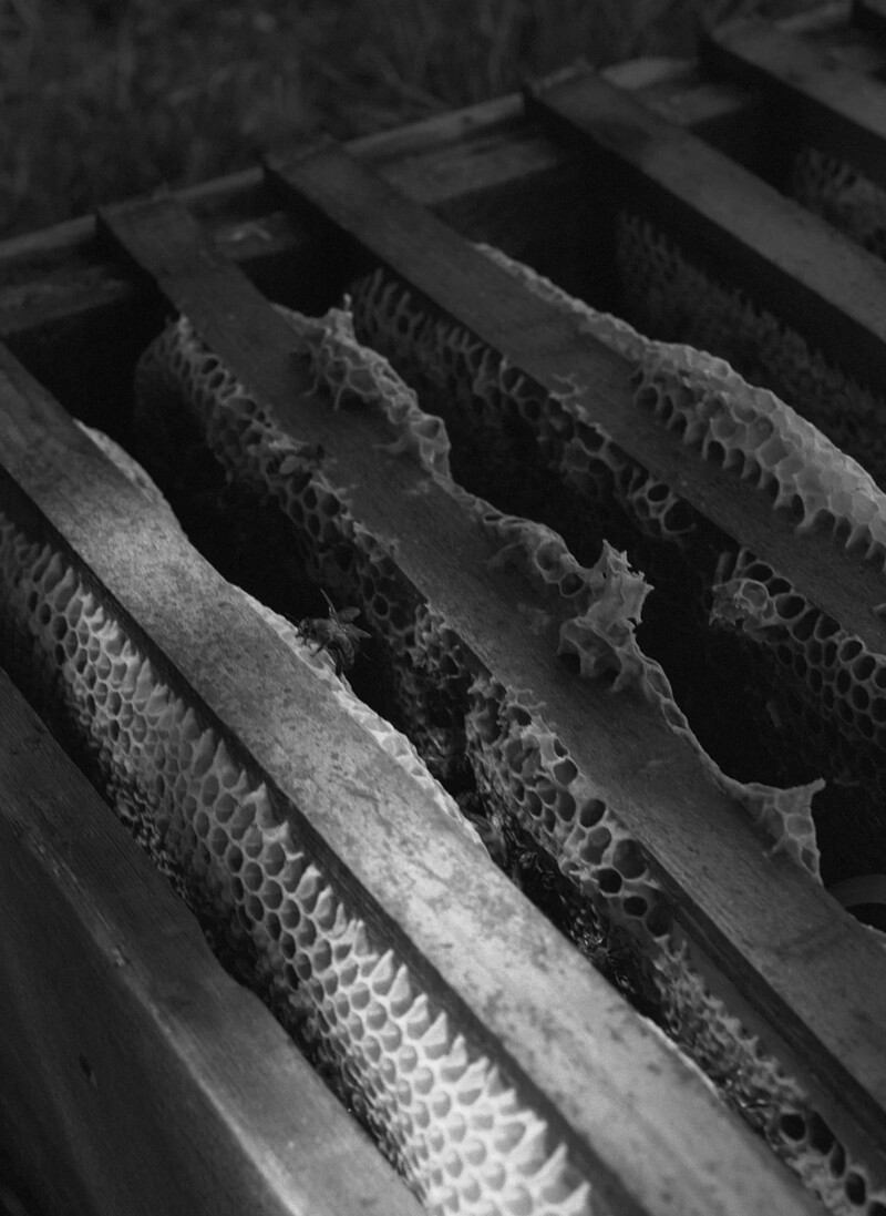 Artist Talk: Beekeeper. Sadie Catt In Conversation at SERCHIA Gallery