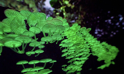 Terrarium workshop with bioluminescent mushrooms at Oak and Reed