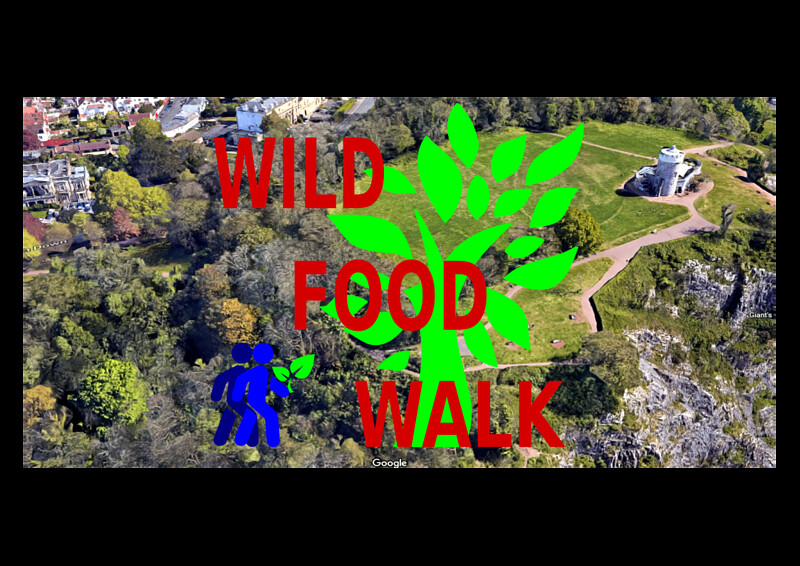 Wild Food Walk 野生美食之旅 at Outside Clifton Observatory