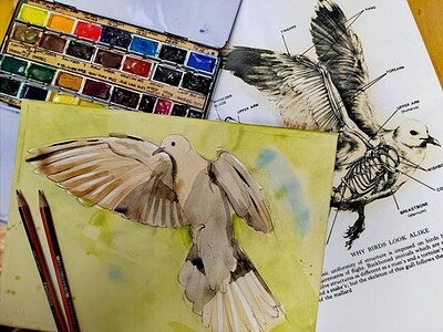 Introduction to Drawing and Painting Birds at Bristol Folk House