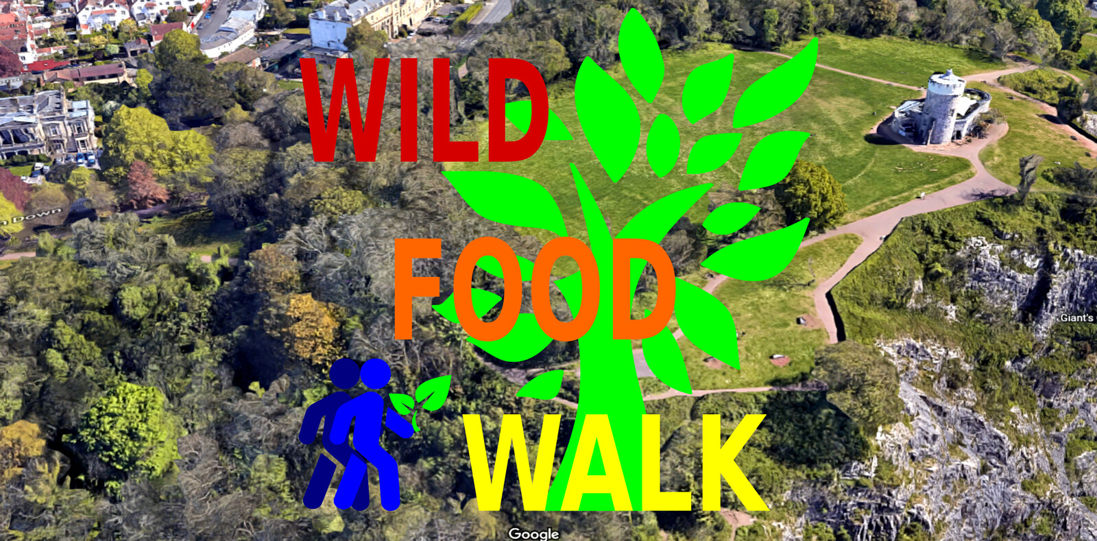 Avon Gorge Wild Food Foraging/ Forager Walk at The Avon Gorge.
