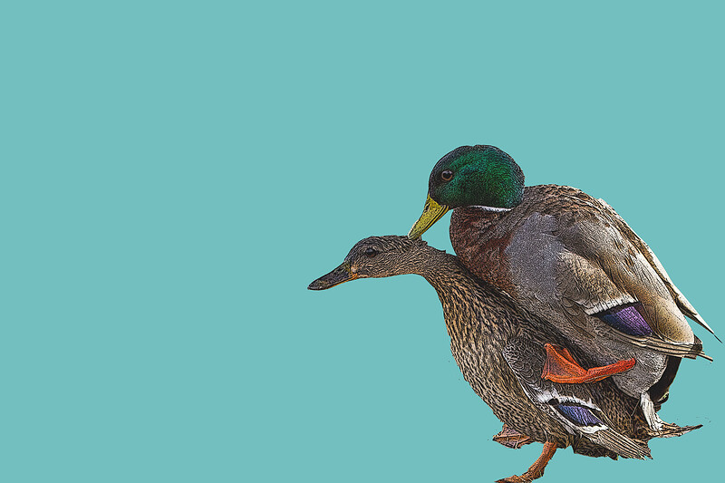 Duck Variations by David Mamet at Alma Tavern and Theatre