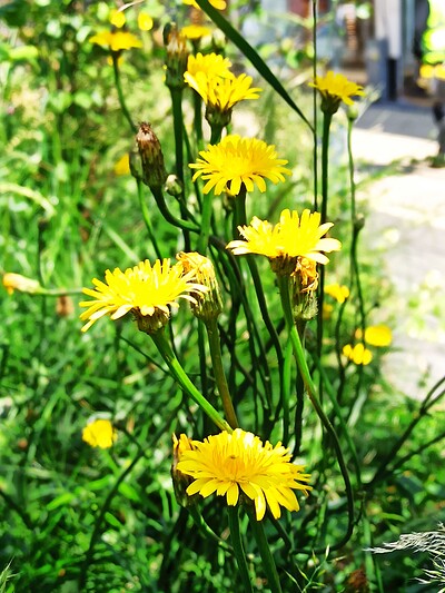 Made in Bonnington: Spring Flower Champagne & Cleaver Tonic brewing at Bonnington Walk community  building and garden off Greengage Close/ Merryweather Avenue
