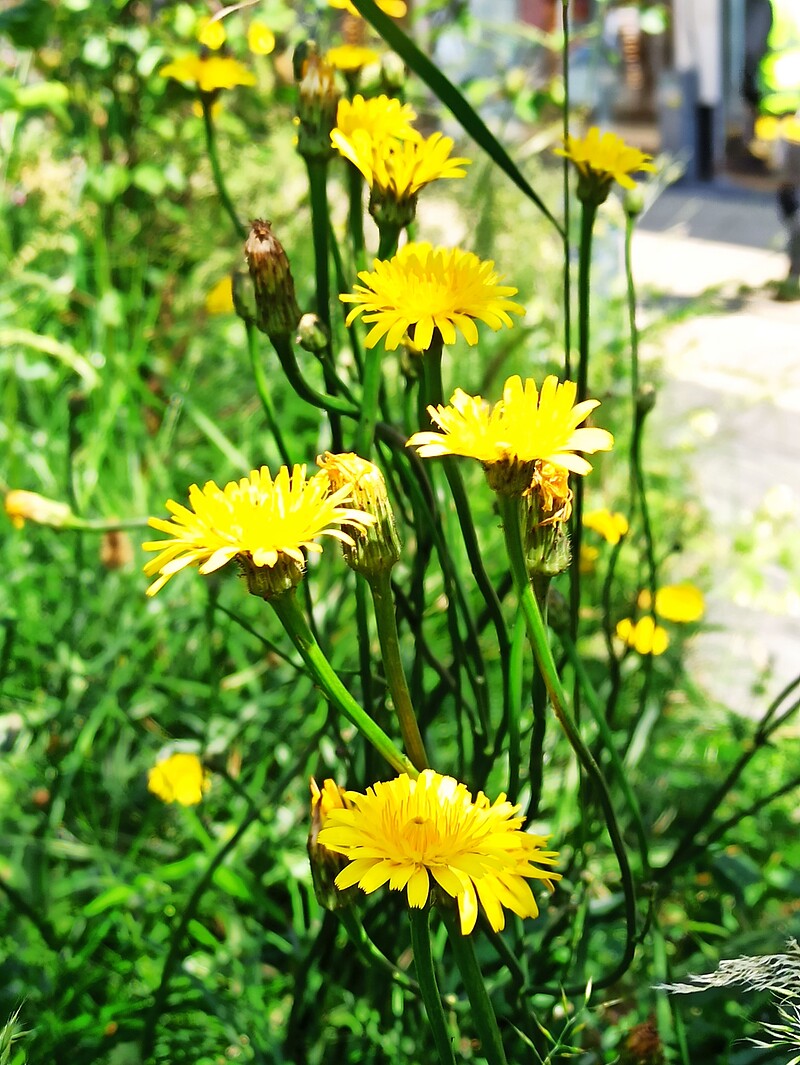 Made in Bonnington: Spring Flower Champagne & Cleaver Tonic brewing at Bonnington Walk community  building and garden off Greengage Close/ Merryweather Avenue