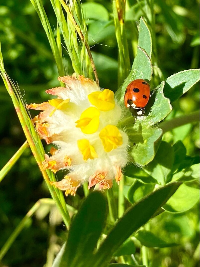 Made in Bonnington presents: BioBlitz and lunch at Bonnington Walk Community Building