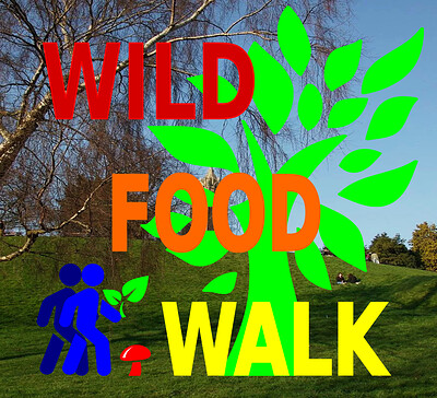 November Brandon Hill Park Wild Food Foraging at Brandon Hill Park