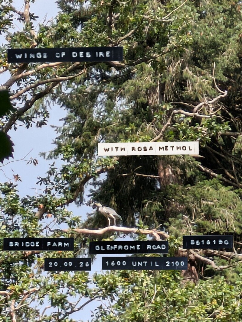 Wings of Desire with Rosa Methol at Bridge Farm