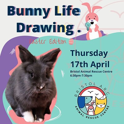 Bunny Life Drawing – Easter Edition at Bristol Animal Rescue Centre