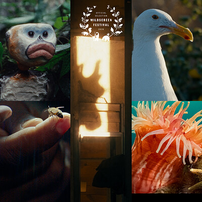 Shorts: Kindred Q&A at Bristol Megascreen