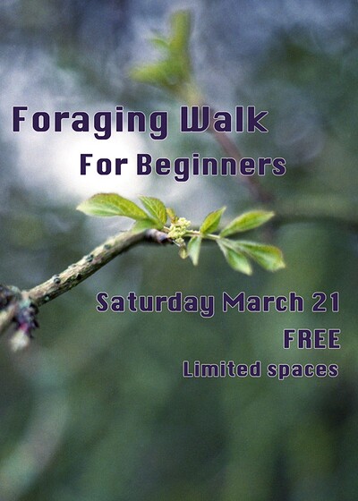 Foraging Walk for Beginners at Eastville Park