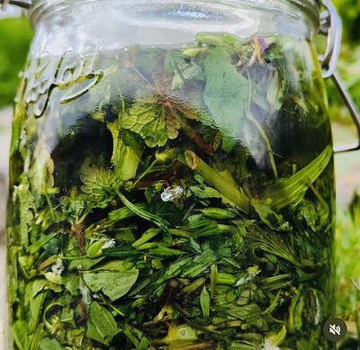 Nature Queerdos - Spring Tonic at Eastville Park