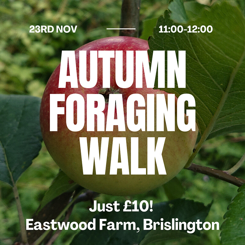 Autumn Foraging Walk at Eastwood Farm with FolkForageFeast at Eastwood Farm Nature Reserve, Brislington