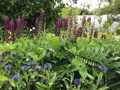 Introduction to Forest Gardening at Grow Wilder, Avon Wildlife Trust, Frenchay
