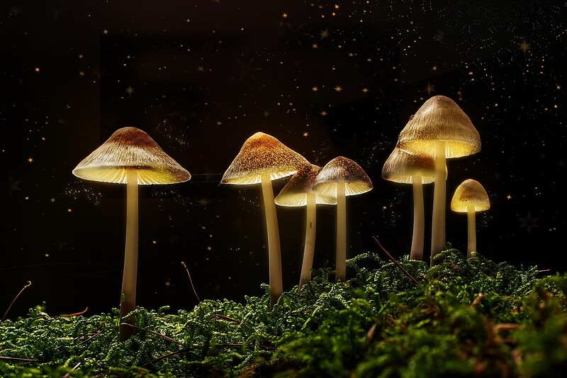 The Science of Magic Mushrooms at Hen & Chicken