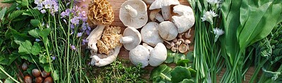 WILD FOOD at Leigh Court Farm