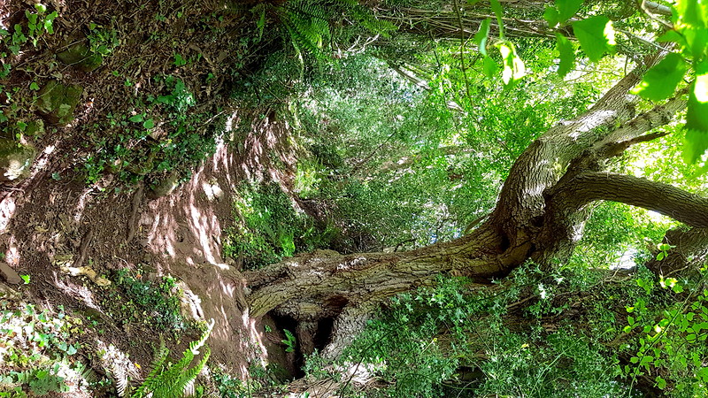 Full Moon Walks - June's walking guide at Outside