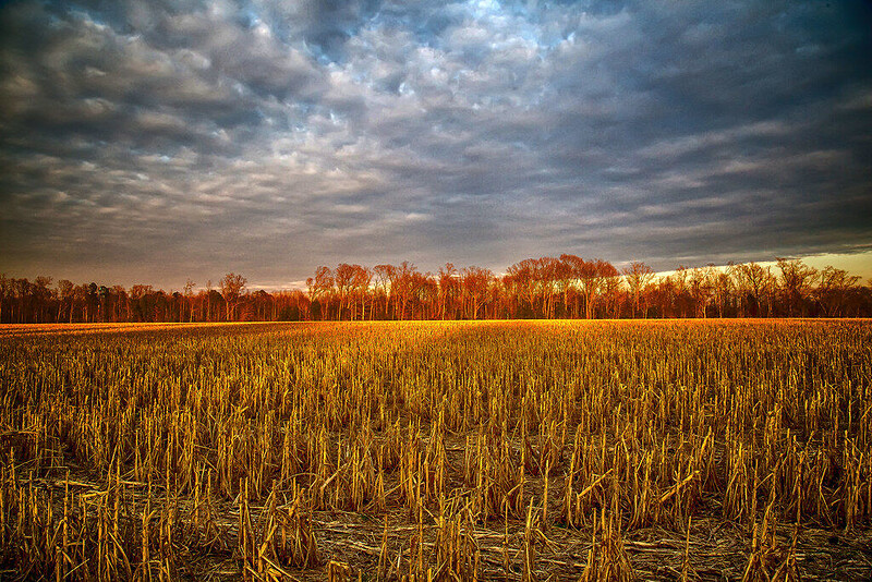 Radical Harvest - Harvest 2024 film showing at Rockaway Park