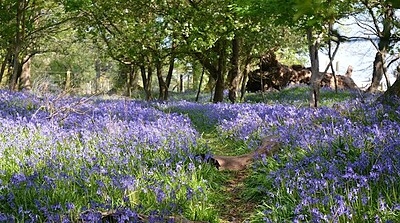 Spike Art Walking Group - Spring at Spike Island