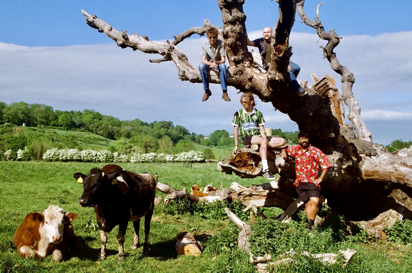 The King Chameleon at The Canteen
